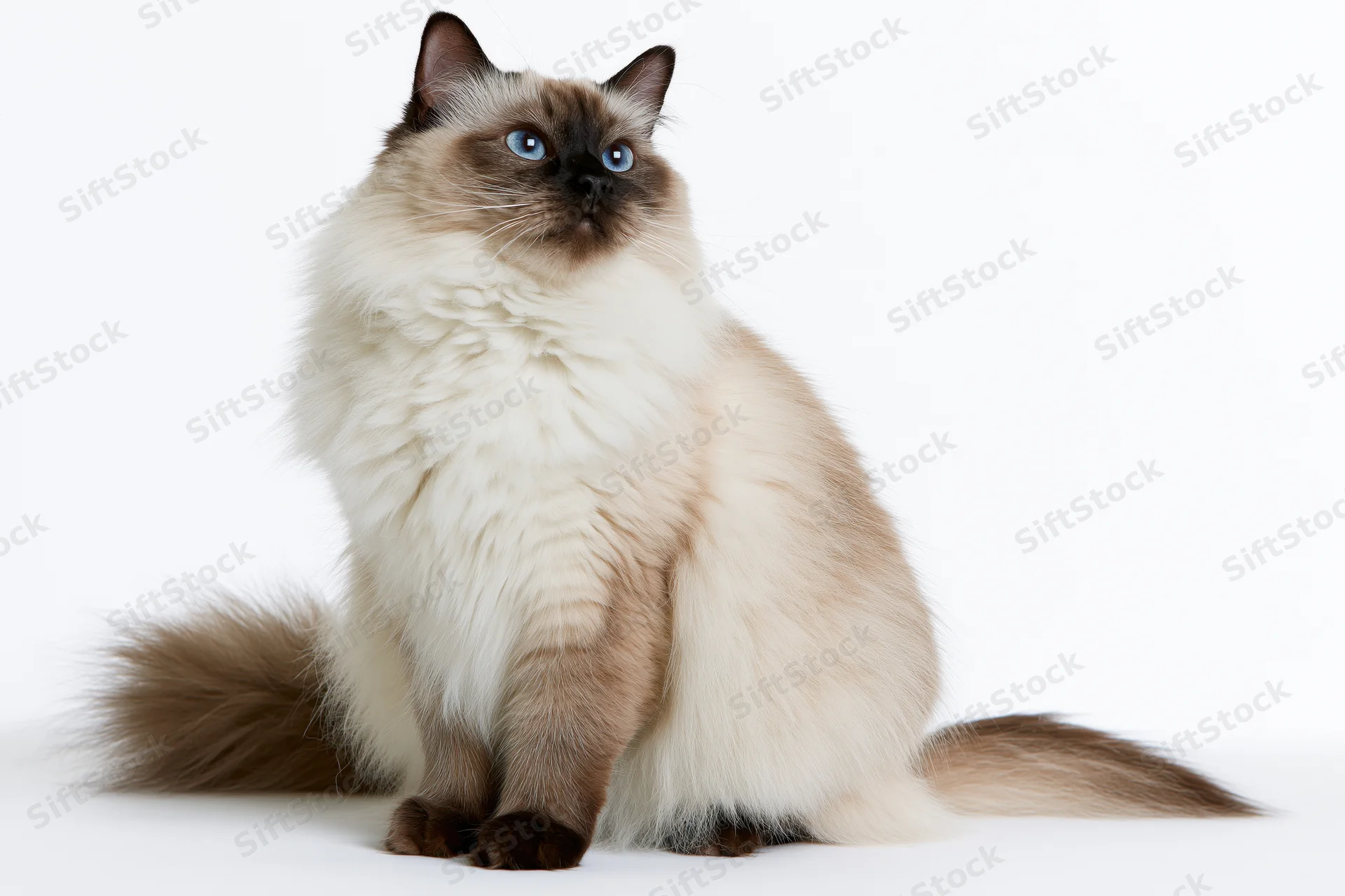 Ragdoll cat sitting upright on a white seamless background