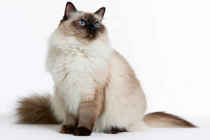 Ragdoll cat sitting upright on a white seamless background