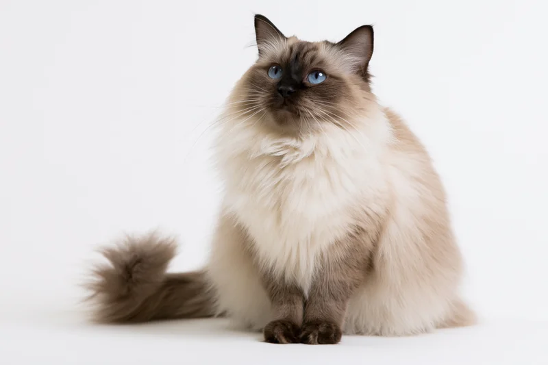 Ragdoll cat sitting upright on a white seamless background