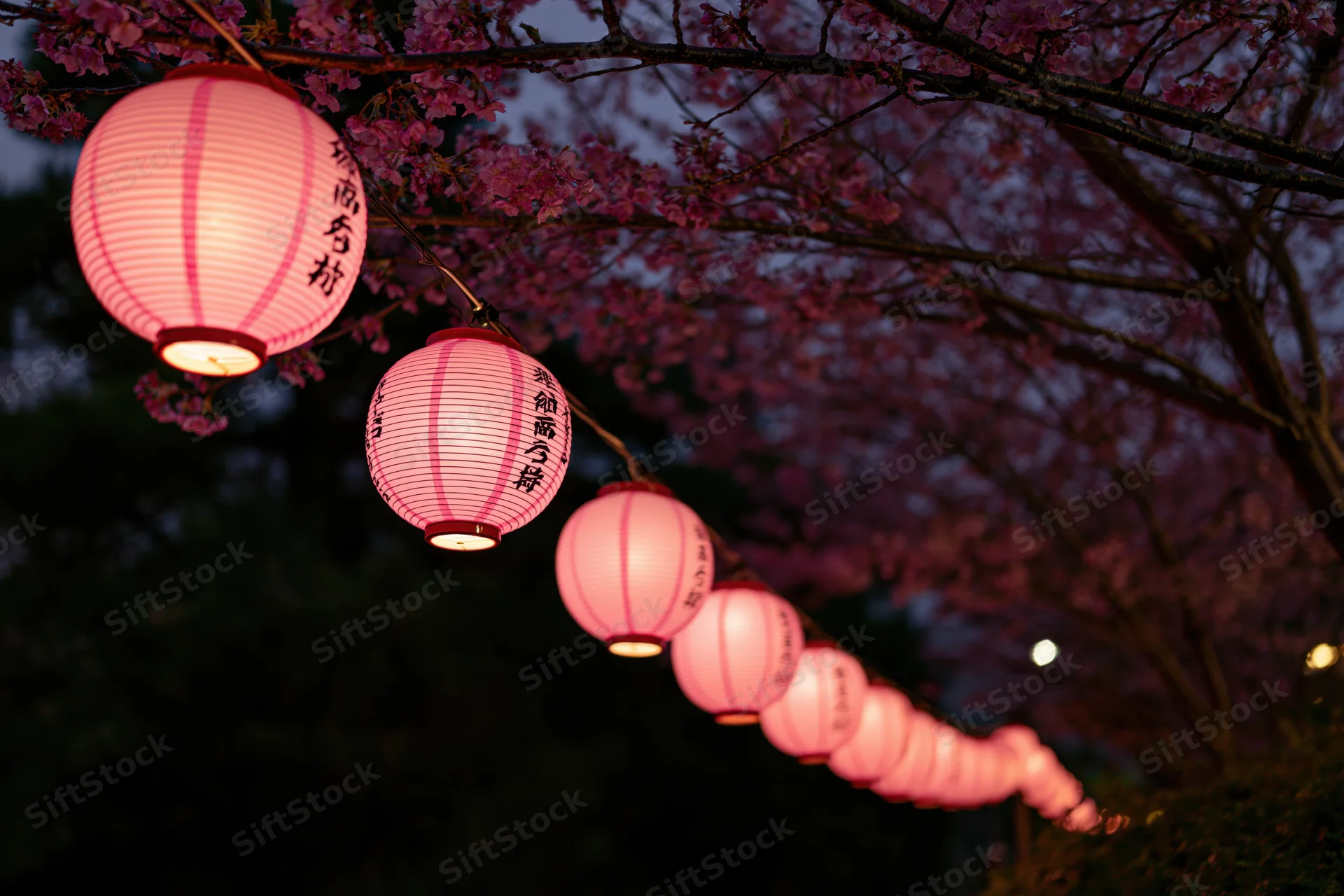 Row of glowing pink paper lanterns hanging beneath cherry blossom branches at night