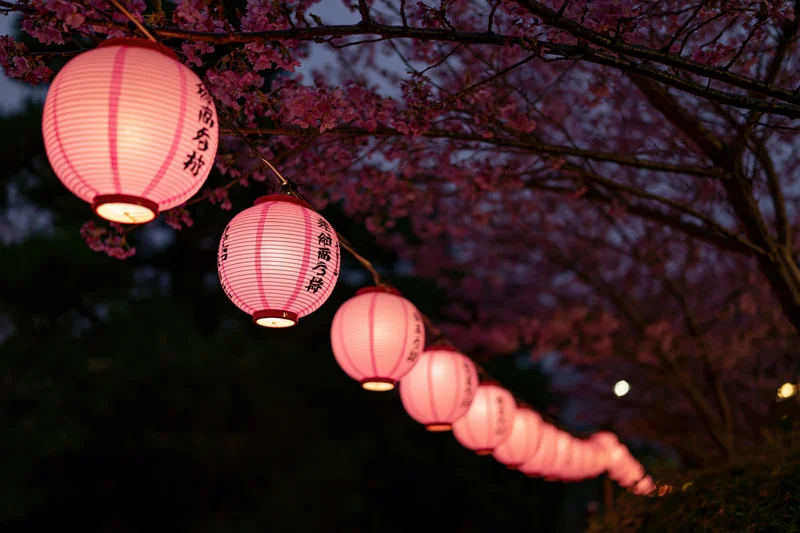 Row of glowing pink paper lanterns hanging beneath cherry blossom branches at night