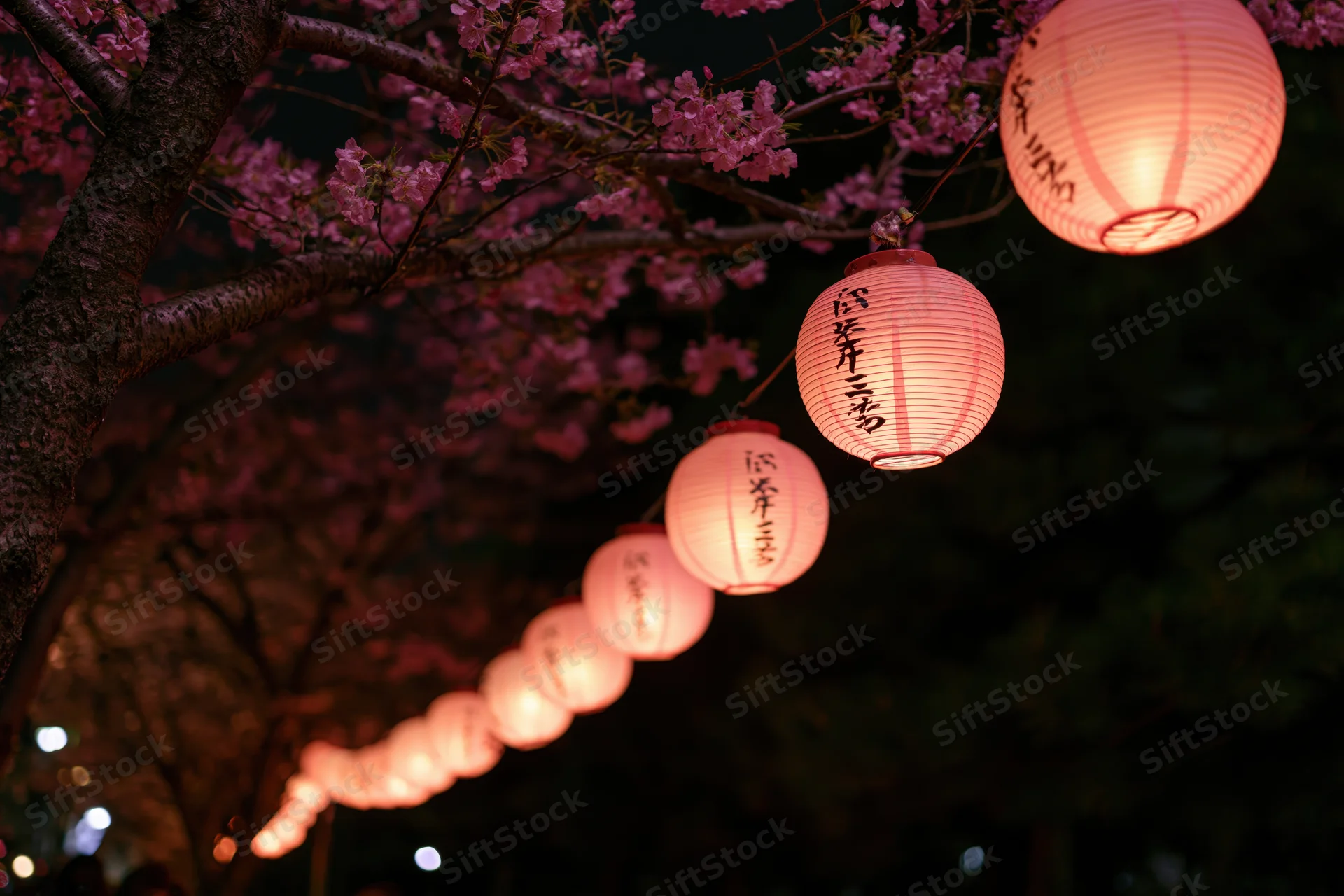 Row of glowing pink paper lanterns hanging beneath cherry blossom branches at night