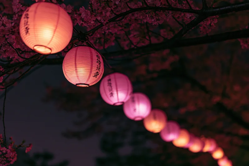 Row of glowing pink paper lanterns hanging from cherry blossom branches at night