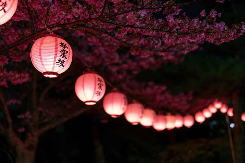 Row of glowing pink paper lanterns strung beneath cherry blossom branches at night