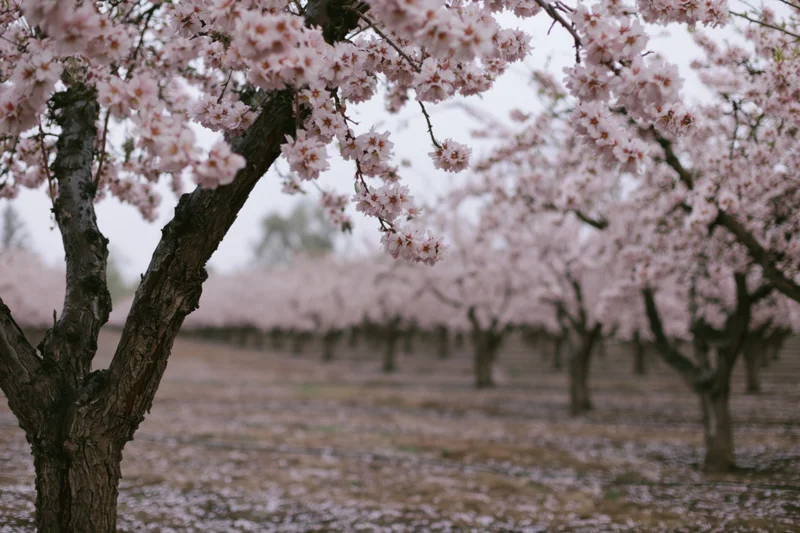 Rows of almond trees in full bloom stretching into the distance in an orchard
