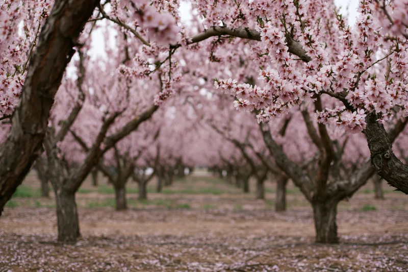 Rows of almond trees in full bloom stretching into the distance in an orchard