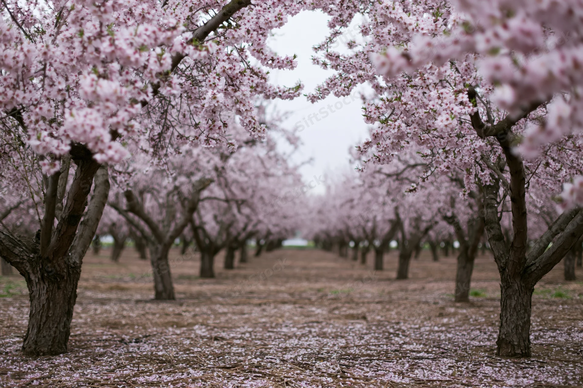 Rows of almond trees in full bloom stretching into the distance in an orchard