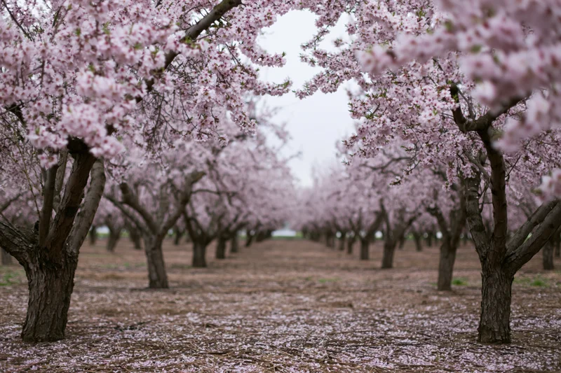 Rows of almond trees in full bloom stretching into the distance in an orchard