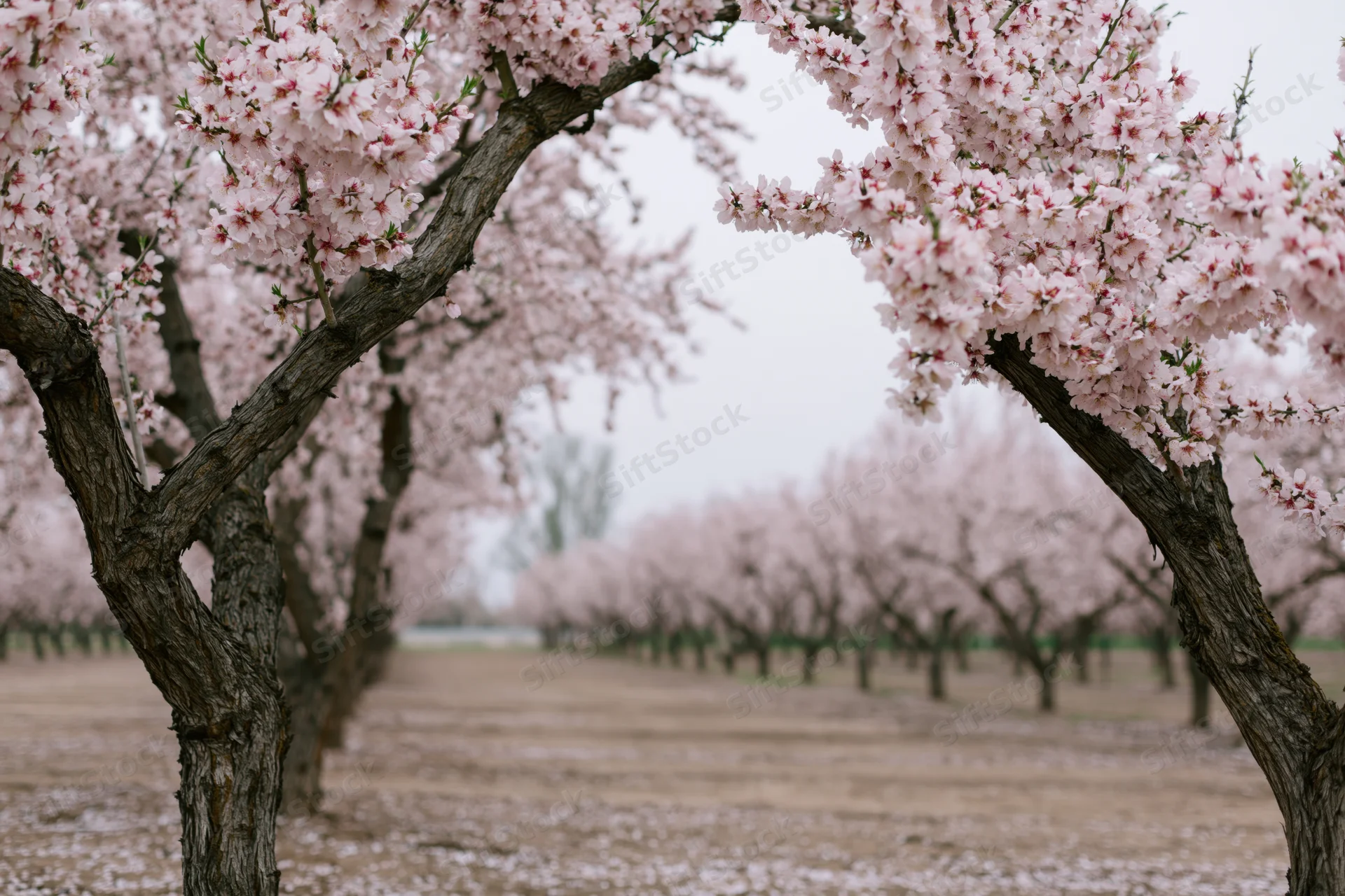 Rows of almond trees in full bloom stretching into the distance in an orchard
