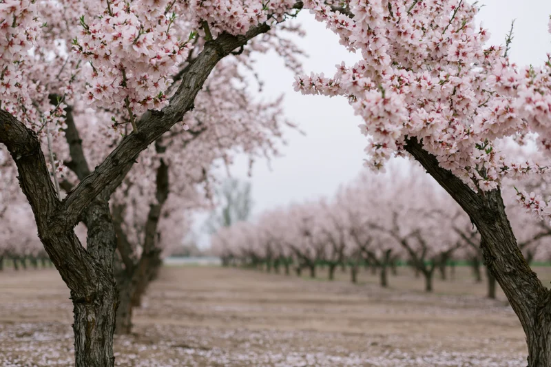 Rows of almond trees in full bloom stretching into the distance in an orchard