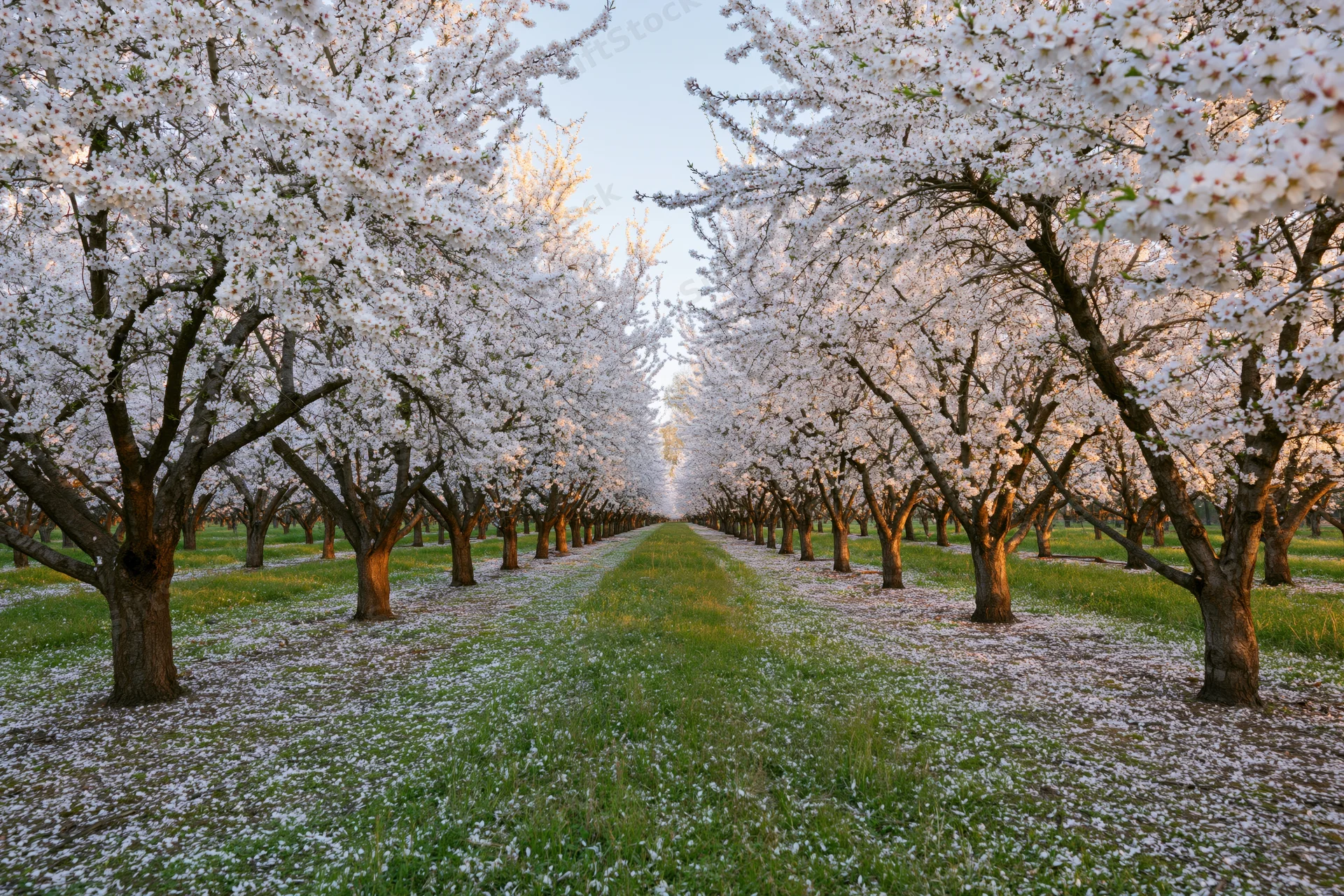 Rows of white-blossoming almond trees in full spring bloom lining a grassy pathway in an orchard