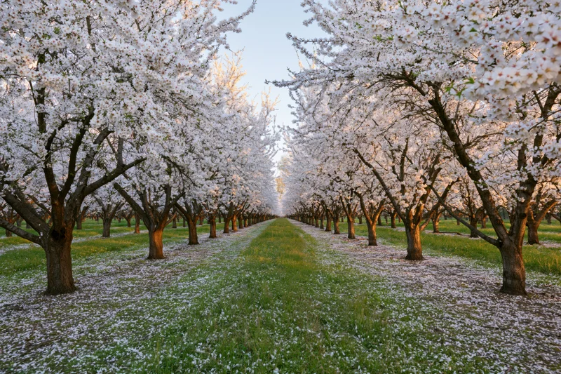 Rows of white-blossoming almond trees in full spring bloom lining a grassy pathway in an orchard