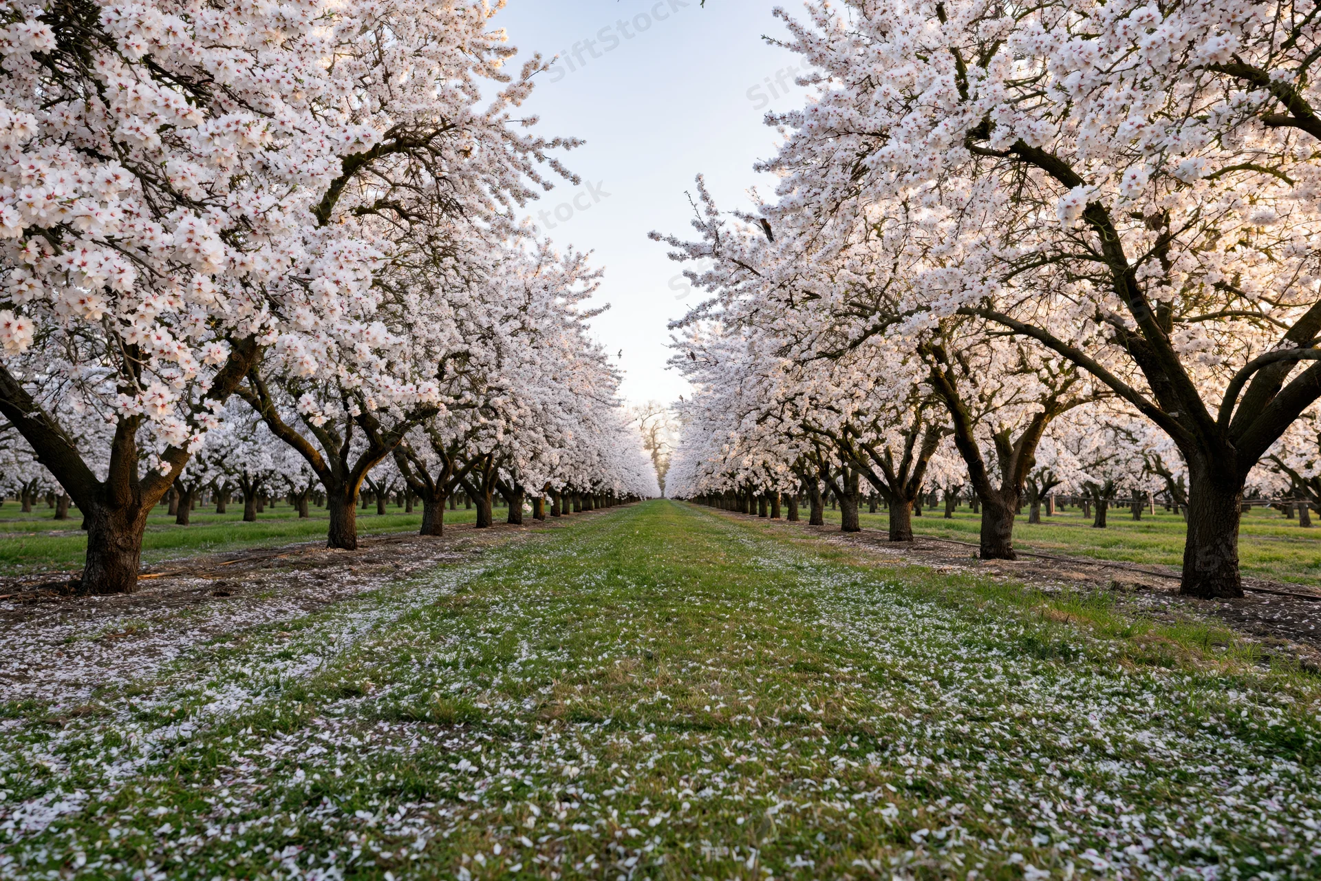 Rows of white-blossoming almond trees in full spring bloom lining a grassy pathway in an orchard