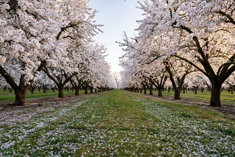 Rows of white-blossoming almond trees in full spring bloom lining a grassy pathway in an orchard