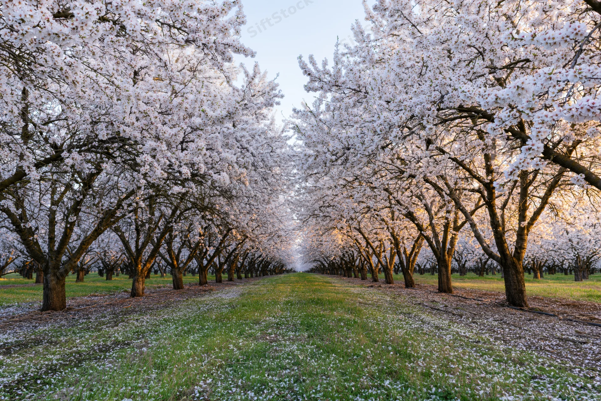 Rows of white-blossoming almond trees in full spring bloom lining a grassy pathway in an orchard