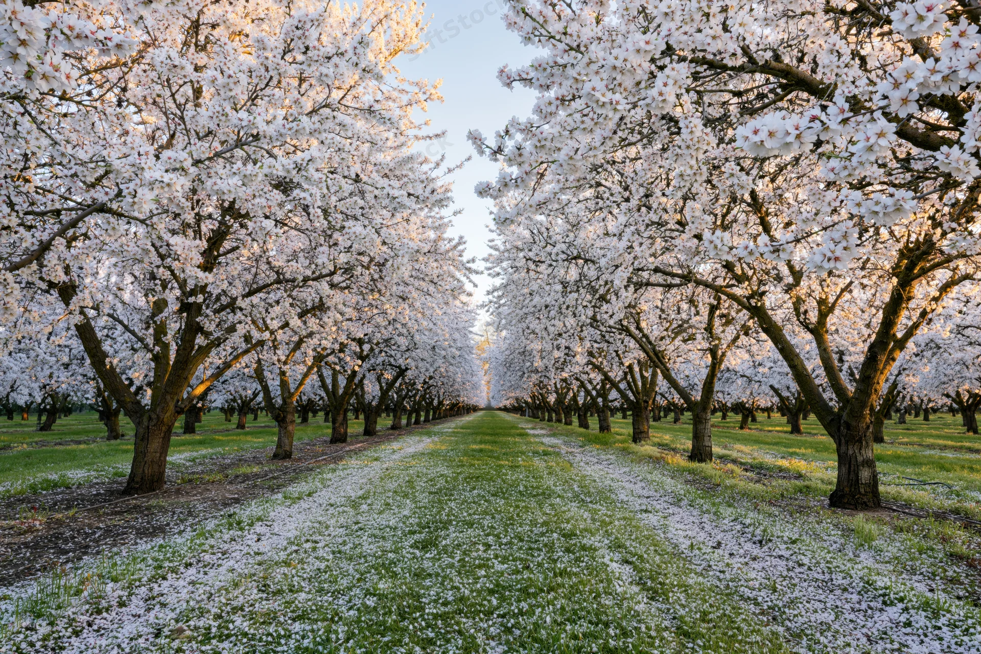 Rows of white-blossoming almond trees in full spring bloom lining a grassy pathway in an orchard