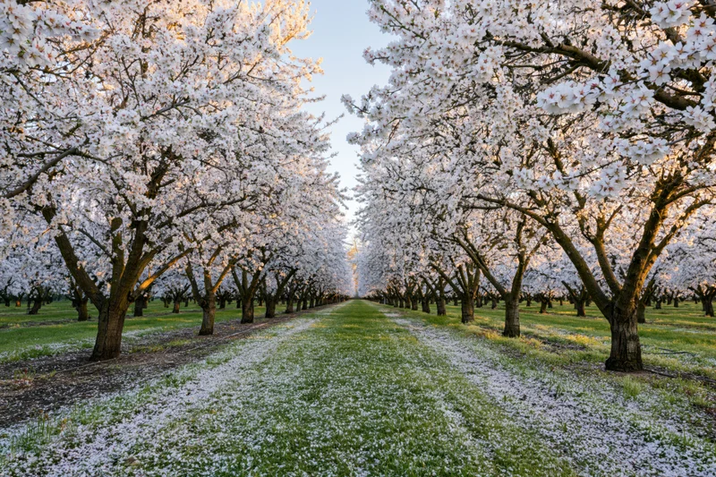 Rows of white-blossoming almond trees in full spring bloom lining a grassy pathway in an orchard