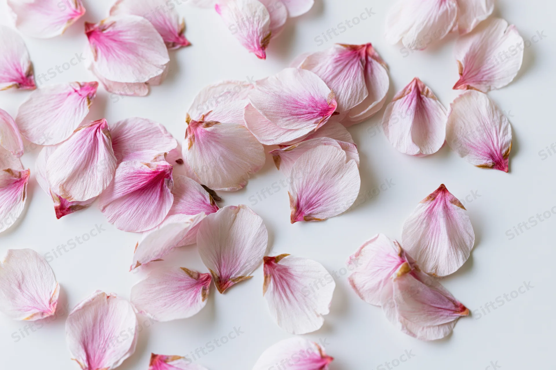 Scattered cherry blossom petals on a white surface