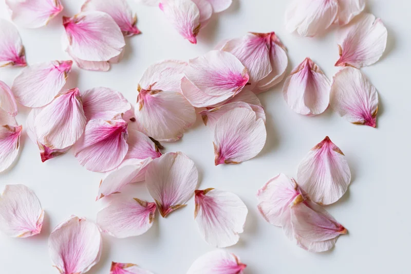 Scattered cherry blossom petals on a white surface