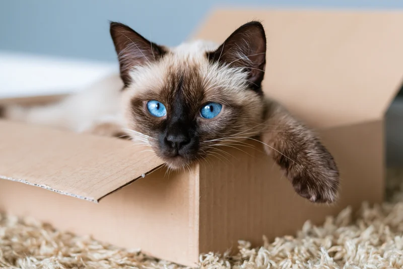 Siamese cat resting inside open cardboard shoebox with one paw visible on beige carpet