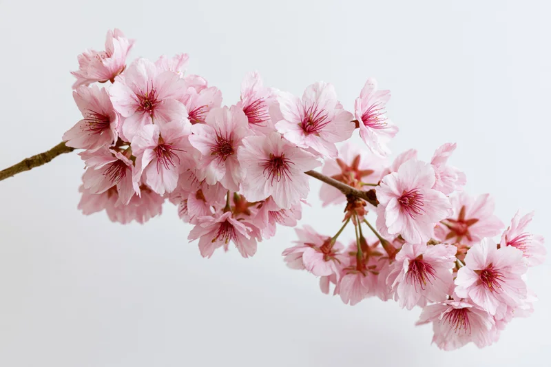 Cherry blossom branch with open pink sakura flowers against white background