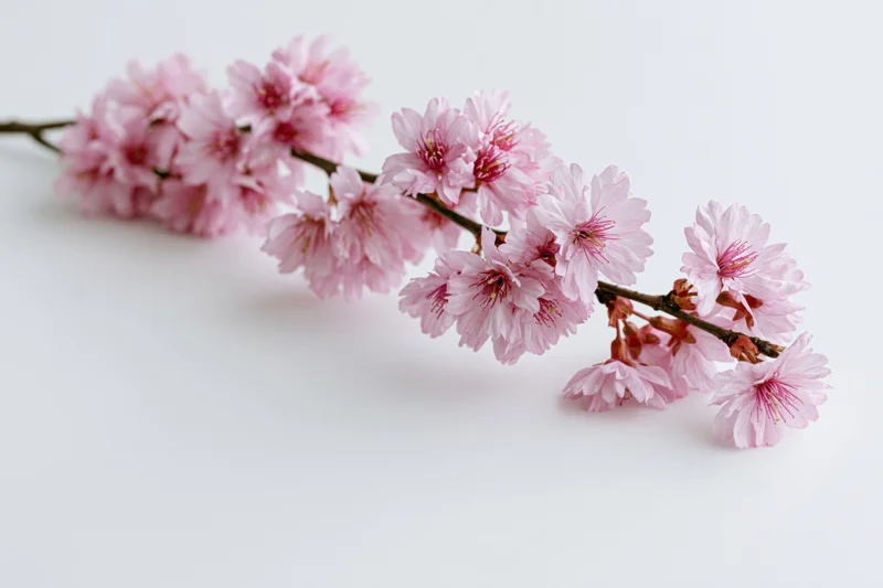 Cherry blossom branch with pink sakura flowers lying on white surface