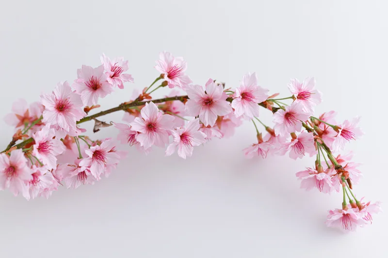 Cherry blossom branch with open pink sakura flowers arranged on white background