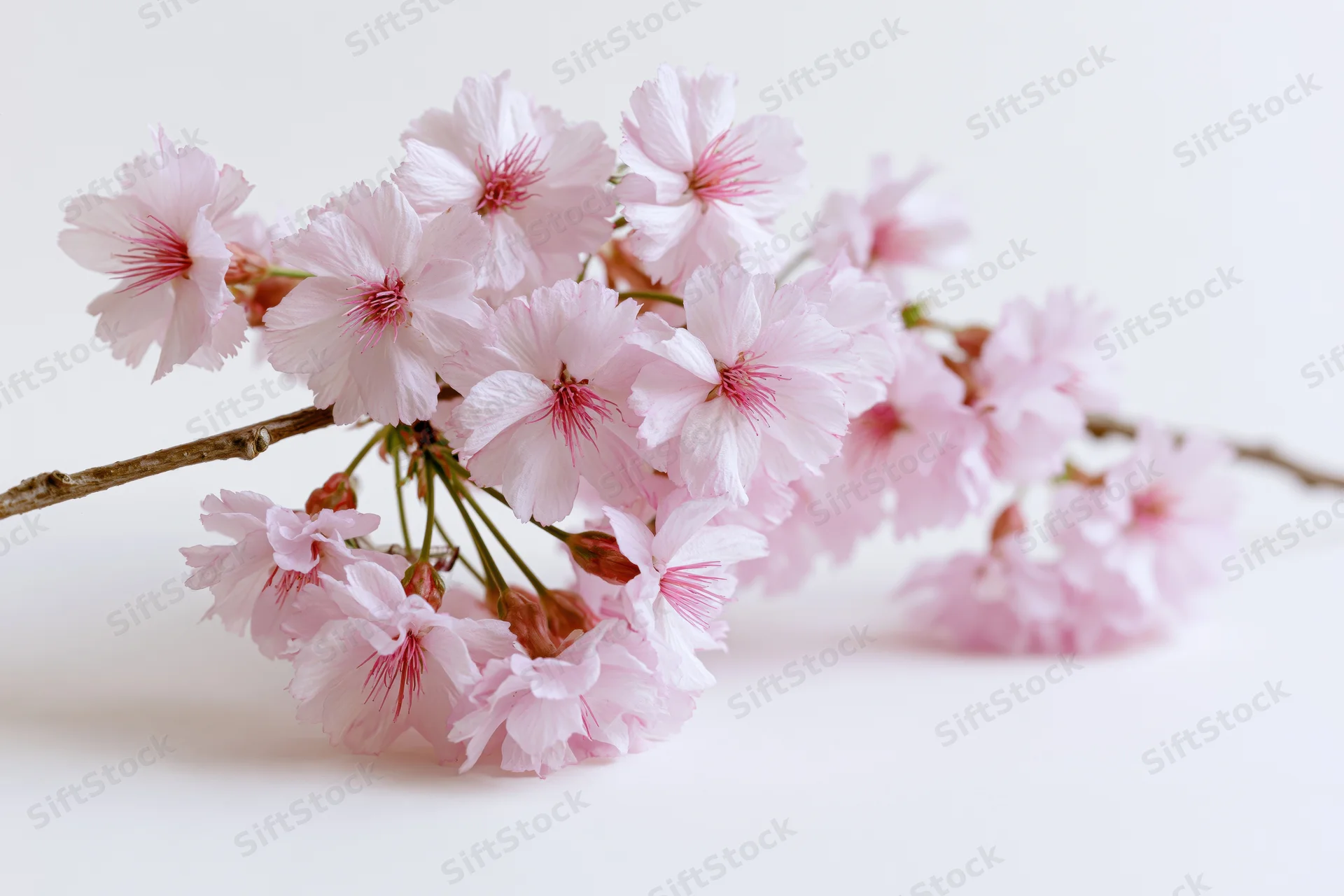 Cherry blossom branch with pink sakura flowers arranged on white background