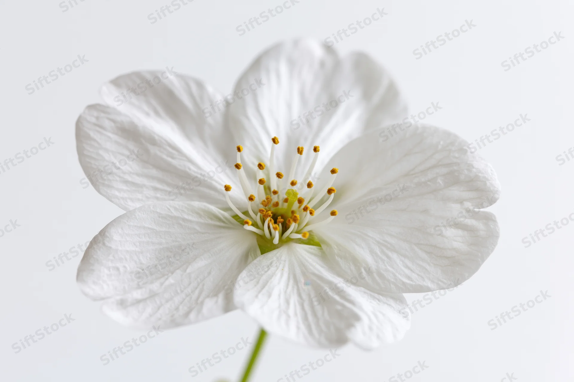 Closeup of a single white cherry blossom flower with visible stamens and petals against a plain white background