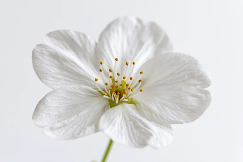 Closeup of a single white cherry blossom flower with visible stamens and petals against a plain white background