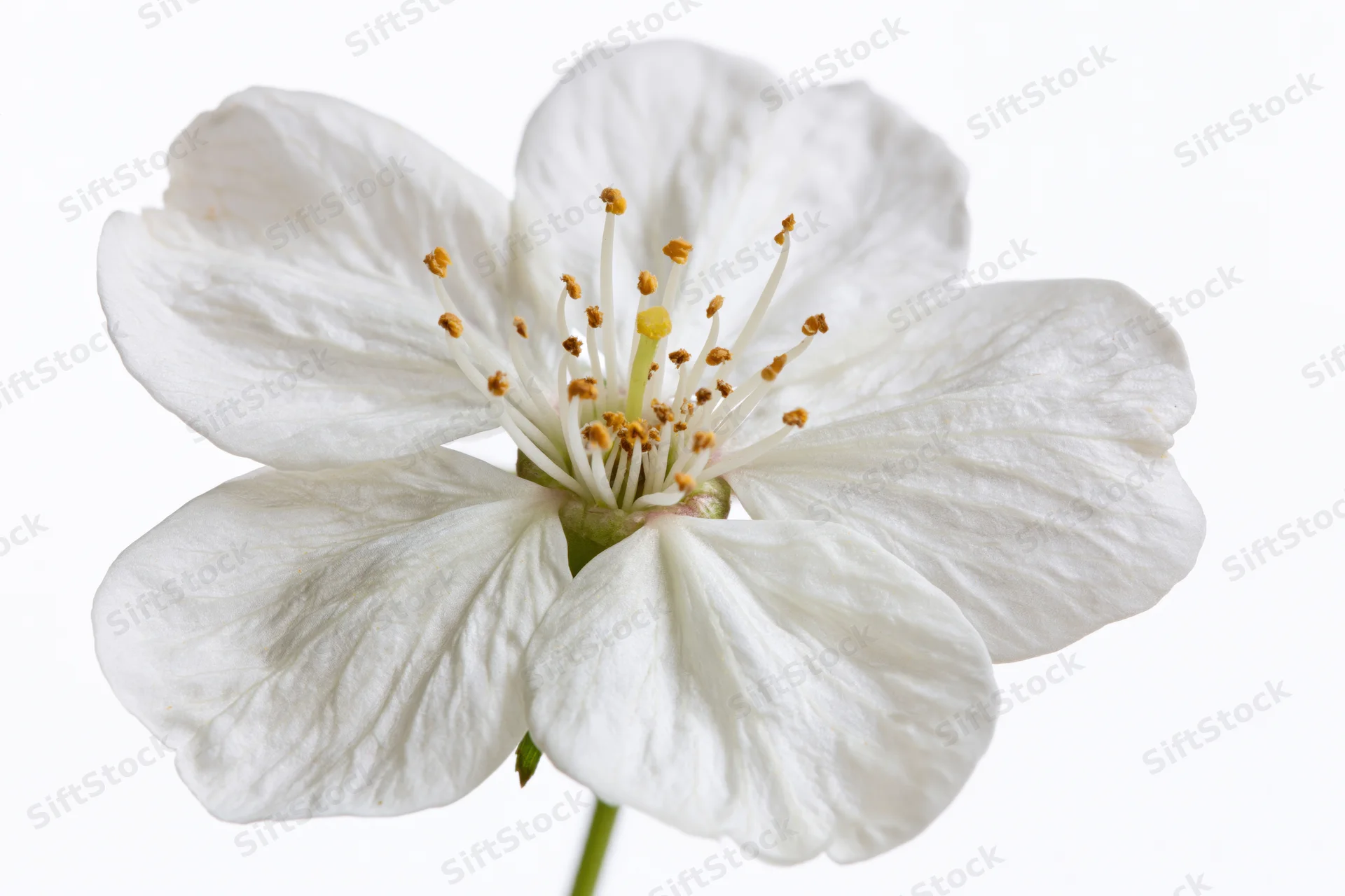 Single white cherry blossom flower in full bloom isolated on white background