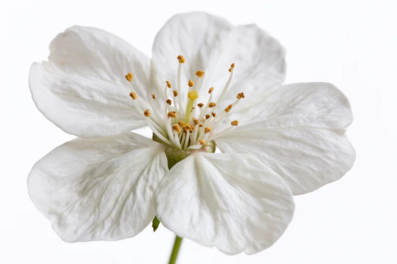 Single white cherry blossom flower in full bloom isolated on white background