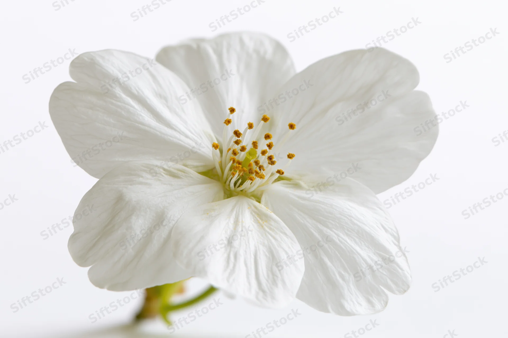 Single white cherry blossom in full bloom isolated on white background