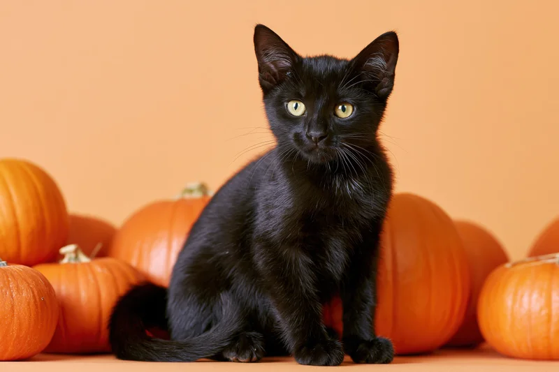Black kitten sitting alert among pumpkins on orange background