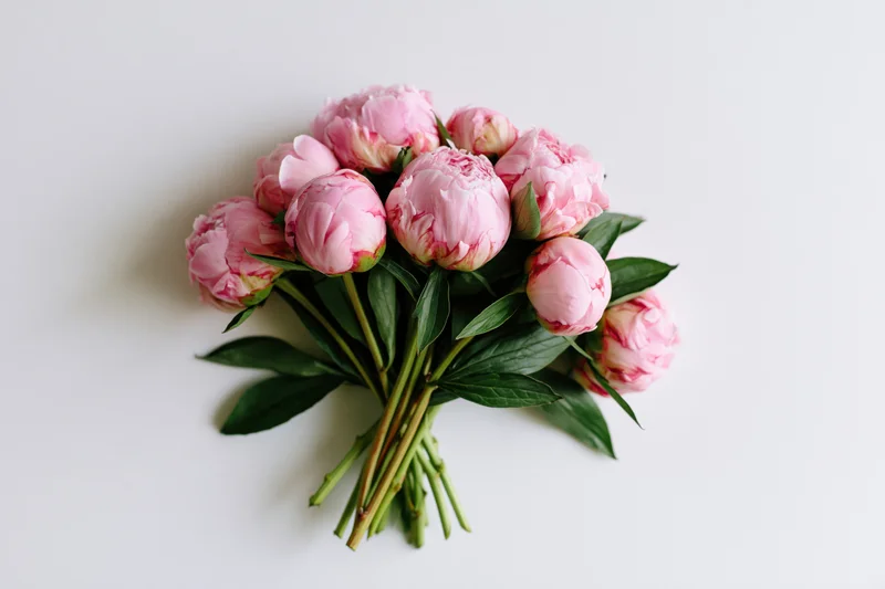 Small bouquet of pink peonies with green stems and leaves laid flat on white surface