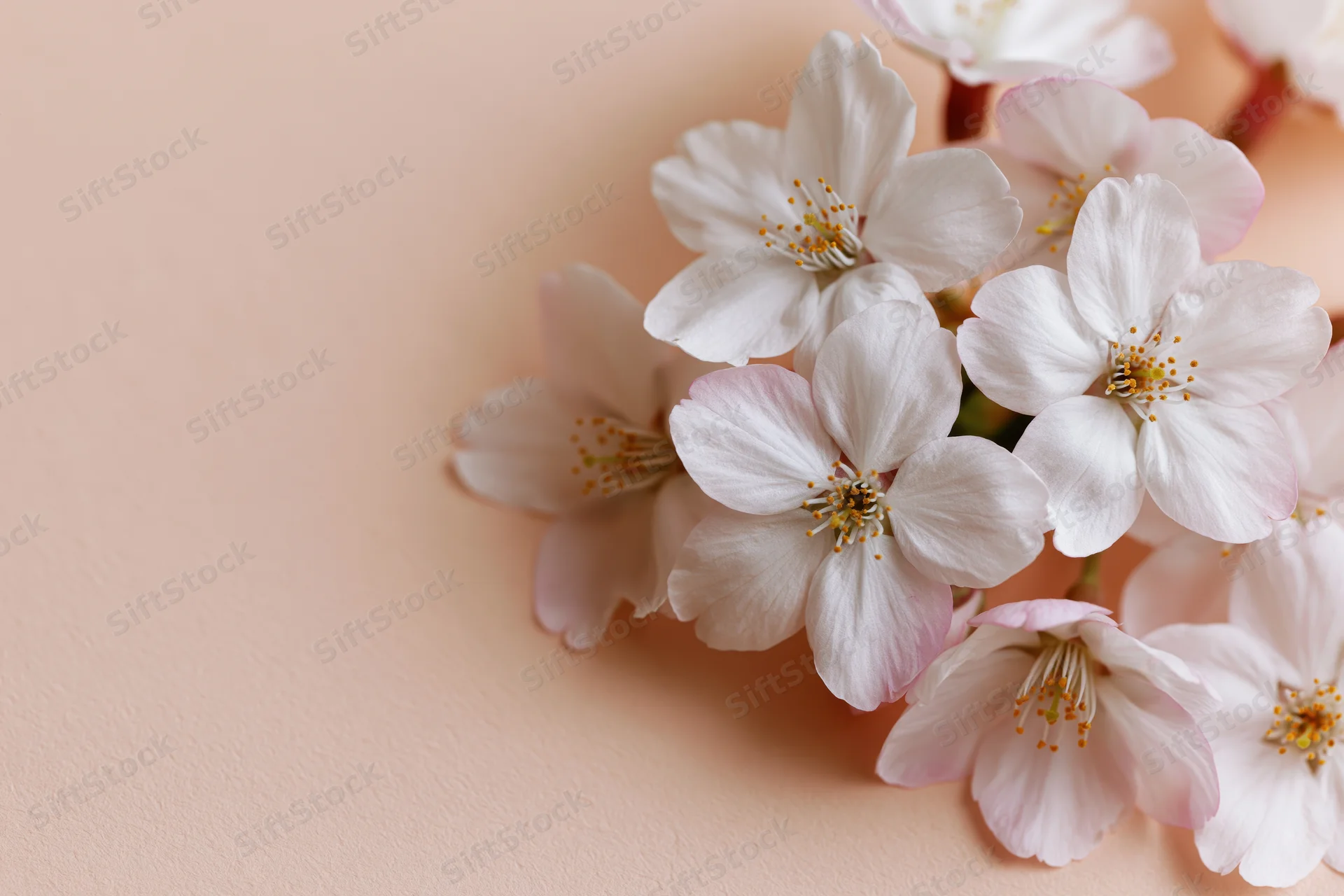 Cherry blossom flowers arranged on a peach background with copyspace