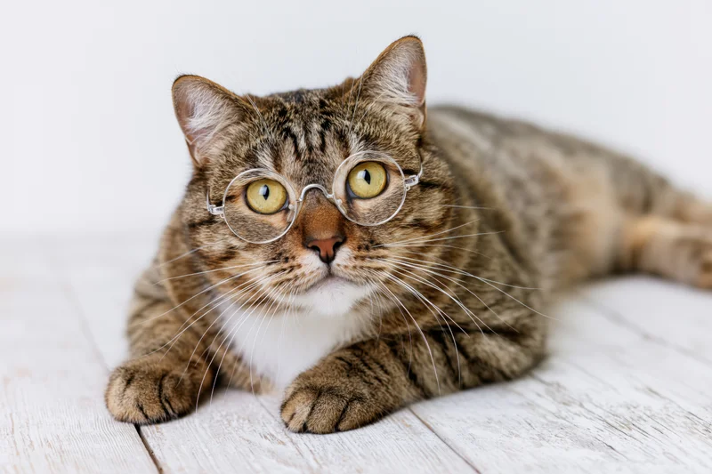 Tabby cat wearing round wireframe glasses lying on white-washed wooden floor