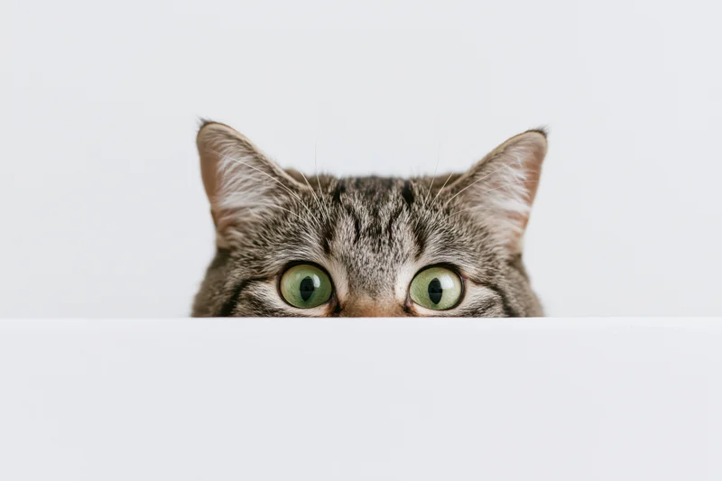 Tabby cat peeking over white surface with green eyes visible