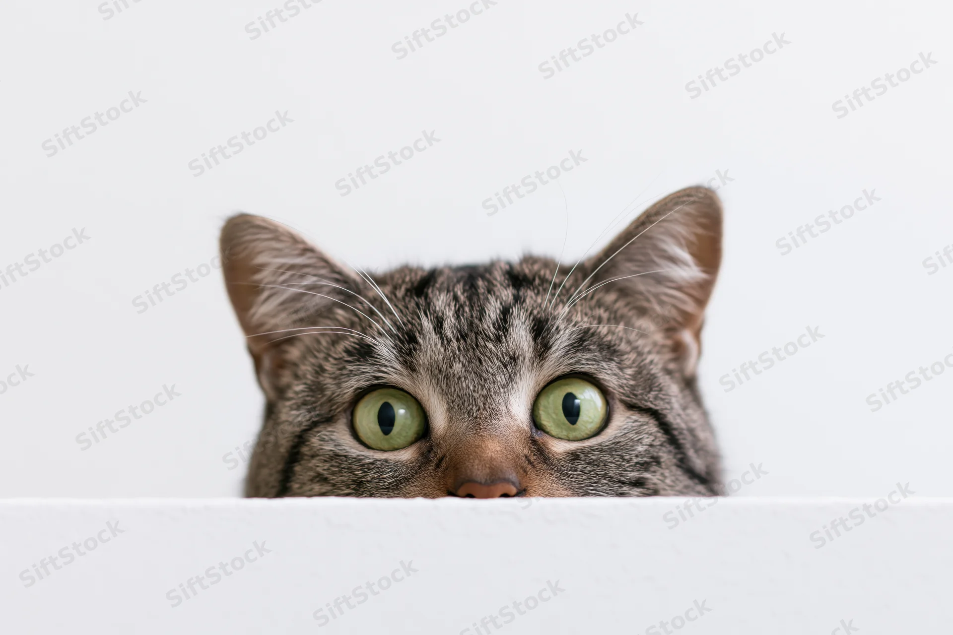 Tabby cat peeking over white surface with green eyes focused forward