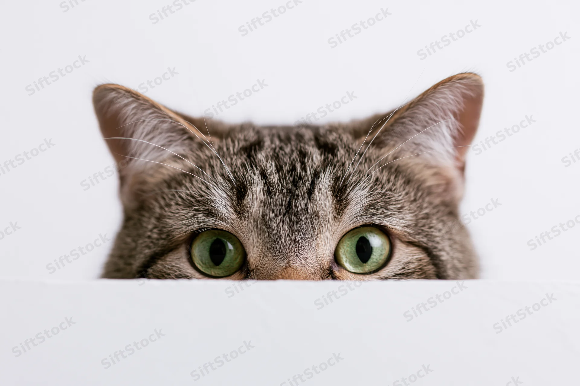 Tabby cat peeking over white surface with green eyes visible