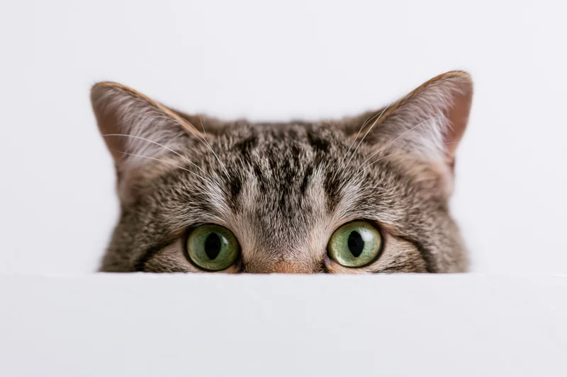 Tabby cat peeking over white surface with green eyes visible