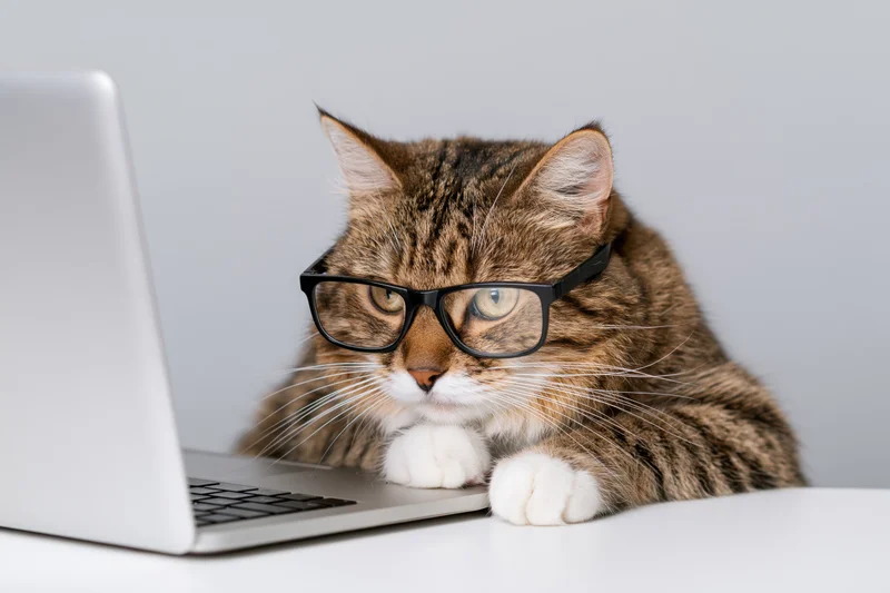 Tabby cat wearing black-rimmed glasses sitting at a white desk with a laptop, focused on the screen