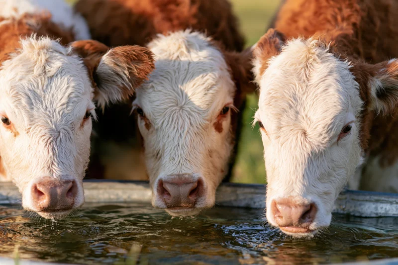 Three hereford calves drinking from a metal trough in a pasture