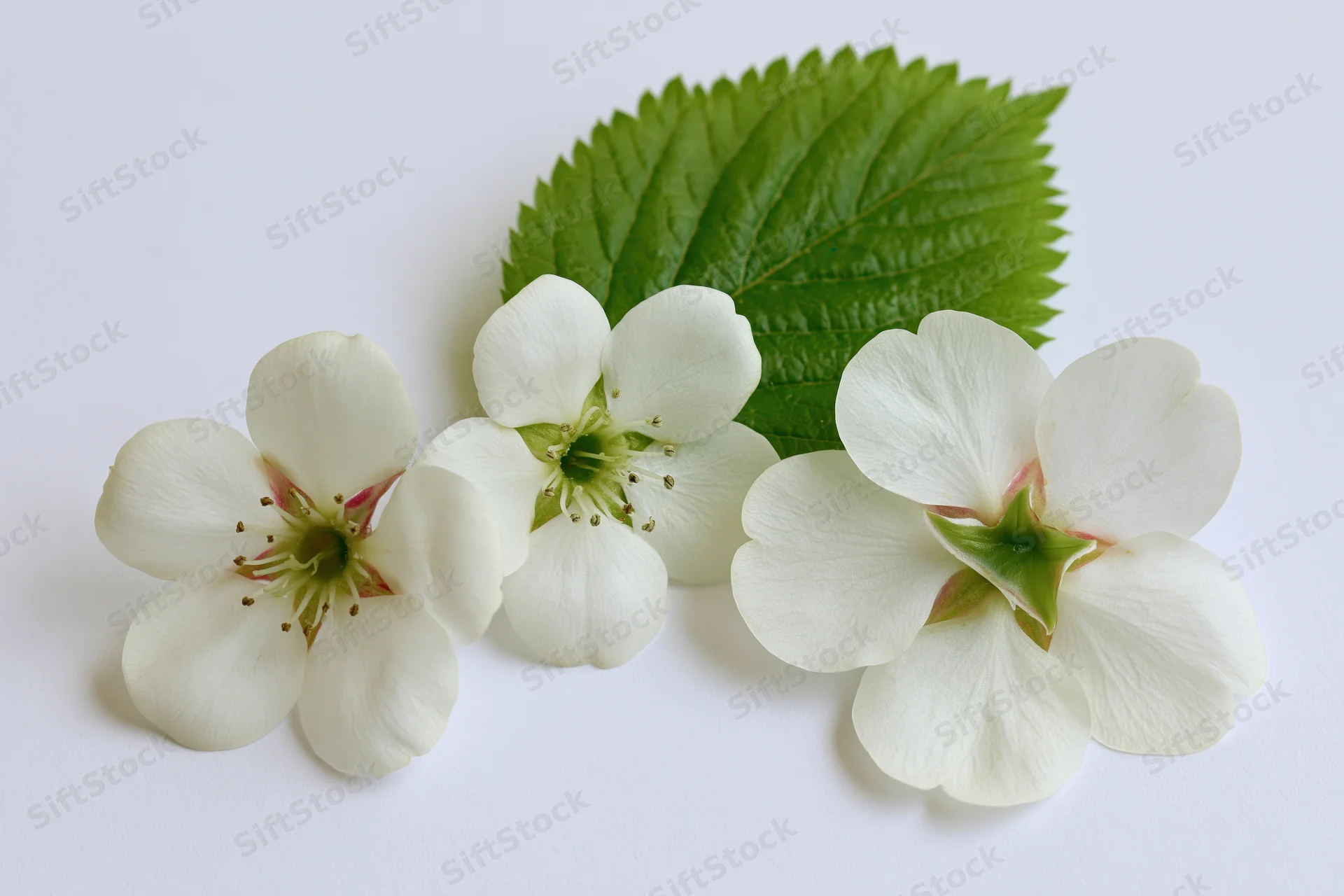 Three white pear blossoms with green centers and a single leaf arranged on a white surface