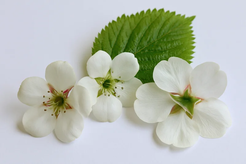 Three white pear blossoms with green centers and a single leaf arranged on a white surface