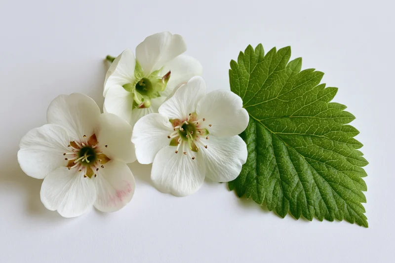 Three white pear blossoms with green centers and a single serrated green leaf arranged on a white surface
