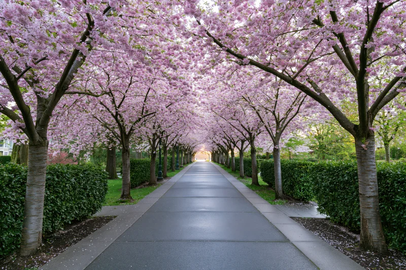 Cherry blossom trees forming a blooming tunnel over a paved pathway in a park