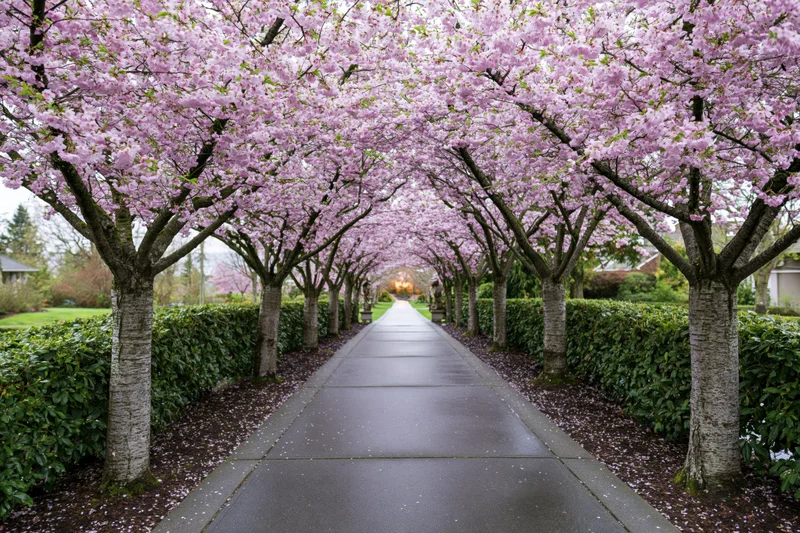 Cherry blossom trees forming a blooming tunnel over a paved pathway in a garden setting