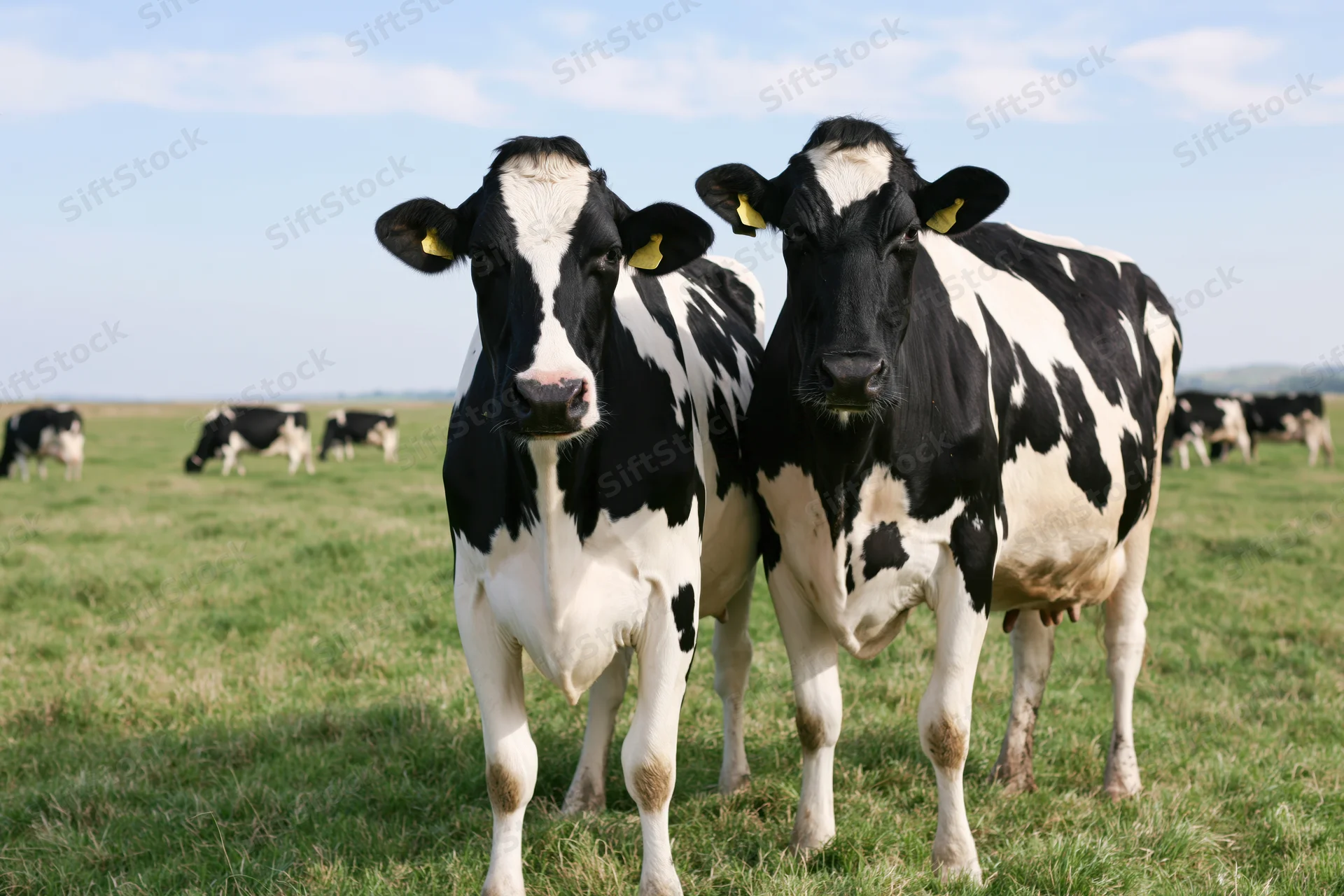 Two holstein dairy cows standing close together in a grassy pasture under a blue sky