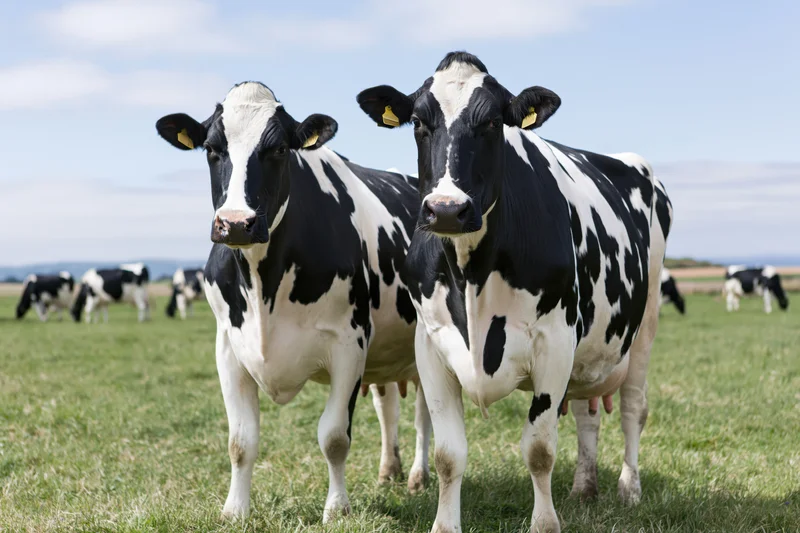 Two black and white Holstein dairy cows standing close together